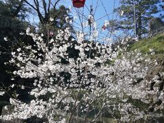 東京・福岡とともに、3月27日に日本でいちばん早く桜が満開になった高知。
この暑さなら、そりゃあ一気に咲くよね。