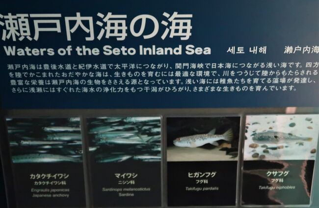 下関25 しものせき水族館 海響館c 近海/日本海の魚 フグの仲間 下関25 しものせき水族館 海響館c 近海/日本海の魚 フグの仲間