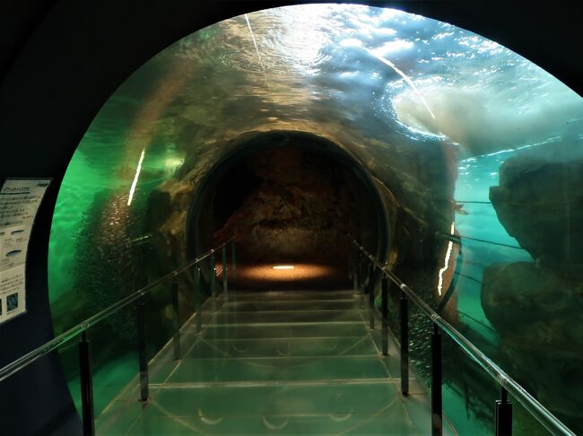 下関25 しものせき水族館 海響館c 近海/日本海の魚 フグの仲間 下関25 しものせき水族館 海響館c 近海/日本海の魚 フグの仲間