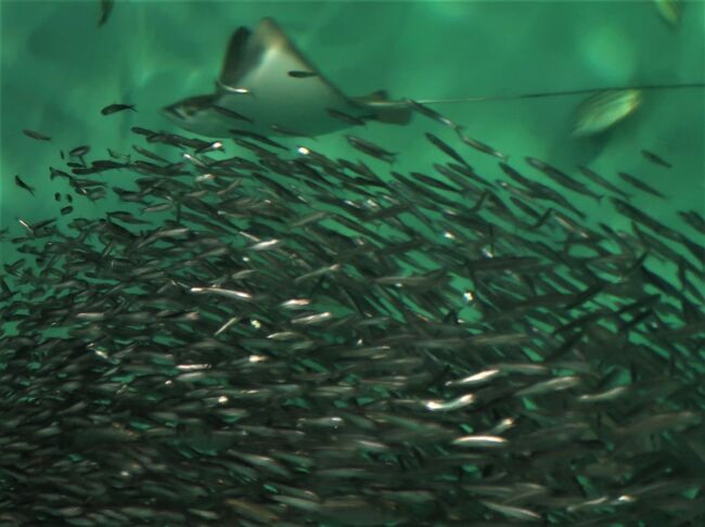 下関25 しものせき水族館 海響館c 近海/日本海の魚 フグの仲間 下関25 しものせき水族館 海響館c 近海/日本海の魚 フグの仲間