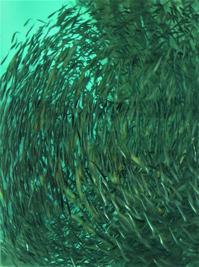 下関25 しものせき水族館 海響館c 近海/日本海の魚 フグの仲間 下関25 しものせき水族館 海響館c 近海/日本海の魚 フグの仲間