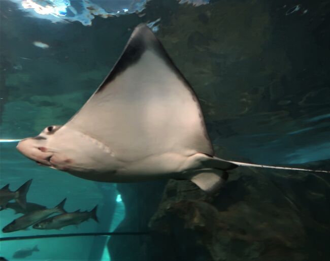 下関25 しものせき水族館 海響館c 近海/日本海の魚 フグの仲間 下関25 しものせき水族館 海響館c 近海/日本海の魚 フグの仲間