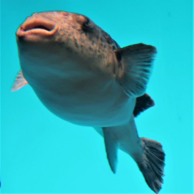 下関25 しものせき水族館 海響館c 近海/日本海の魚 フグの仲間 下関25 しものせき水族館 海響館c 近海/日本海の魚 フグの仲間