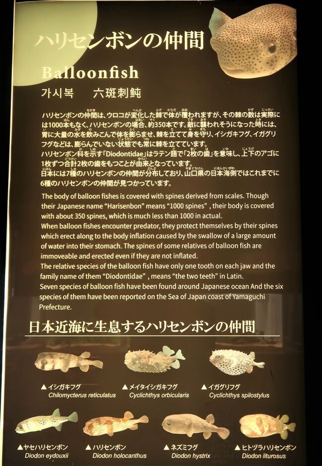 下関25 しものせき水族館 海響館c 近海/日本海の魚 フグの仲間 下関25 しものせき水族館 海響館c 近海/日本海の魚 フグの仲間
