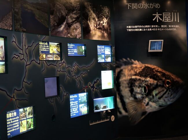 下関25 しものせき水族館 海響館c 近海/日本海の魚 フグの仲間 下関25 しものせき水族館 海響館c 近海/日本海の魚 フグの仲間