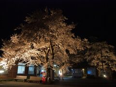 芦ノ牧温泉駅も桜のライトアップされてましたので、帰り道の途中にあるので見に寄りました