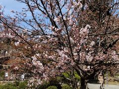 日当たりがいいのか、お城の桜は5分咲きでした。
