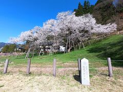 臥龍桜は樹齢1100年を誇るエドヒガンです。天気が心配でしたが快晴でよかった！