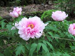 咲いている花は少なかったですが、いくつか撮れてよかった。但馬地方は４月最終週が見頃になるのでしょう。