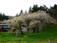 こちらがお目当ての臥龍桜。
暖かかった日に一気に開花が進んだようでこの日には散り始めとなっていました。