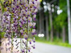 帰りは、御殿場経由。

秩父宮記念公園に立ち寄り。
もっとも中には入らず外から藤を楽しむ。