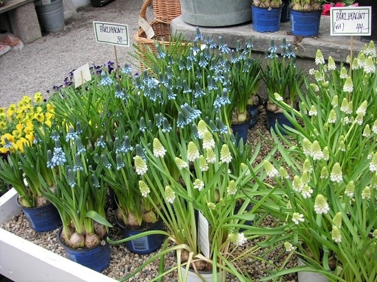 ショップにはこんな春らしいお花やパン、ジャムなどの食品も売られておりました。