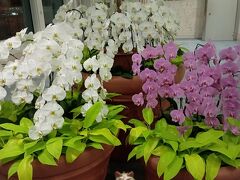 シーサーからのお出迎え