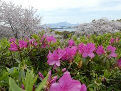 天草へ戻ってきました。

千巌山へ桜を愛でにいきましたが、天草では桜は散りつつありました。雲仙普賢岳と桜とつつじ。
