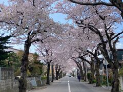 桜が満開なので朝一番に桜が丘通りに来てみました。

道を桜が覆っていて綺麗です。
車通りもそれなりにあるのでタイミングを見計らって撮影。