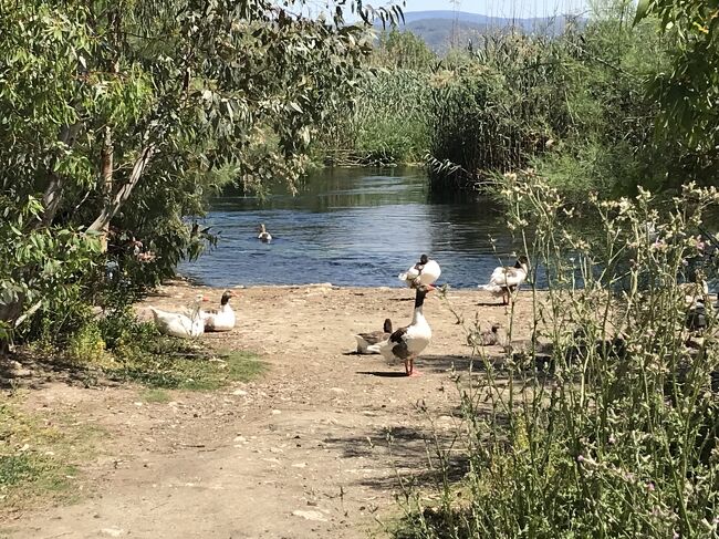 ホテルの裏口のすぐそばにAzmak 川が流れてる。Azmak 川のボートツアーに参加するために河口近くの乗り場まで歩く