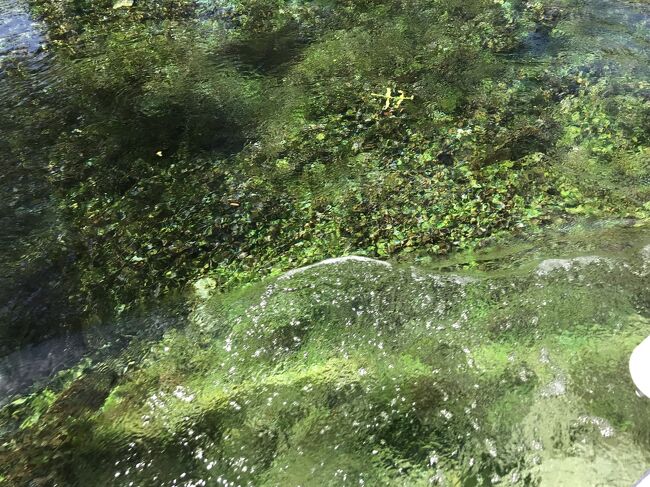 Azmak川ボートツアー<br />川底まで見えるぐらい透明