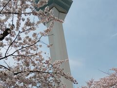 五稜郭タワーと桜。