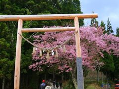 途中から鳥居をくぐり高倉神社に向かう
桜が咲いている。