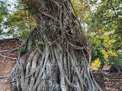 木の根に埋もれた仏像の頭。
意外な場所にあるんですね。

ワット・プラ・マハータート
遺跡の手前にこじんまりいらっしゃいました。
流石に人気スポットで人が沢山いてすぐにわかりますがw