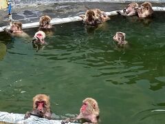 温泉浸かる猿を眺む