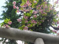 八重桜。