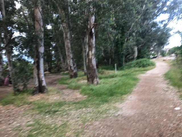 川沿いを朝の散歩