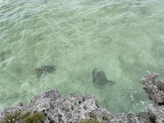 黒島灯台の海を覗くと3頭のウミガメがいました。