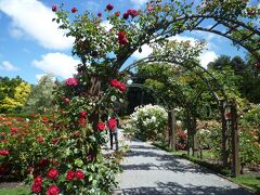 ハグレー公園はバラの花盛り。目移りするほどあっちにもこっちにも
色とりどりのバラが咲き誇っている。