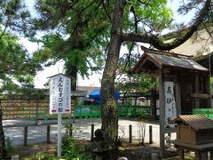 阿蘇神社 高砂の松