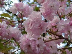 弘前市内へ。さくらまつりが見たくて行ったが、GWには桜は既に見頃を過ぎて葉桜に。近年、東北も開花が早まり4／20頃には満開を迎えます。観光客もまだらでした。