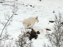 Yukon Wildlife Preserve

Mountain Goat