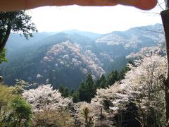 山全体が桜に染まる