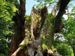 これが塚崎の大楠
1963(昭和38年)に落雷の影響で上部が9m程失われてしまいましたが、それでも樹から放たれる威容は凄まじいものを感じます。
樹齢は約2,000年との事。