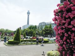山下公園　噴水広場付近のバラの花