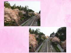 石川門やお堀通りの桜をライトアップのように照らしてくれました。