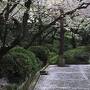 北陸の桜を追いかけて能登～金沢～あさひ舟川へ（２）グルメに桜に茶屋街に 大忙しの金沢