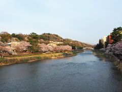 20分ほど歩いて浅野大橋へ
浅野川の川べりも桜色！　奥には卯辰山が見えます。