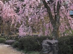 川沿いを歩いていたら「主計町緑水苑」という小さな公園がありました。しだれ桜がキレイで寄ってみたら、ここには金沢城の内堀が再現されているとのこと。写真の奥の方にちょっとだけ写っているのですが見えるかな～