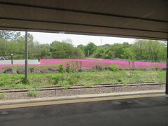 磐梯町駅前には芝桜
９年前に来たのも同じ５月中旬で芝桜の絨毯を楽しめました。