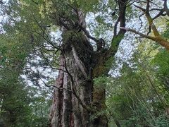 この後5時間半かけて17時に無事下山。
足は疲れていたが折角なので「紀元杉」の所で車を停め、幹を1周する木道に下りてみた。