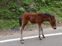 結構距離はあるのだが宮崎県に入り「都井岬」の野生馬を見に行く。江戸時代に飼われていたのが野生化し、現在80頭ちょい生息しているそうだ。けがや病気になった馬もあえて治療などせず自然任せにしているとか。