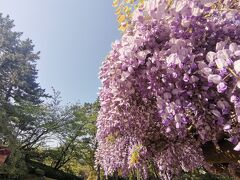 白山神社は、白山公園内にあるんですね。
神社を出ると、とても広い公園になっていました！
見頃を過ぎそうな藤の花が咲いていました♪