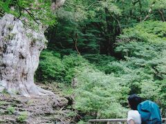 確認されている最大の屋久杉で、スギとして日本で一番太い。