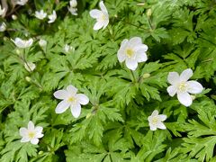 ニリンソウの花も見つけました。
NEWSで見た通りの可愛い花です。