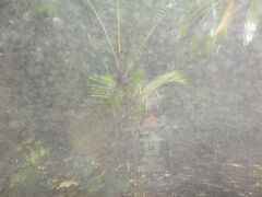 名主屋敷跡（１８３５年、佐々木次郎太夫は八丈島より青ヶ島への「還住」を成功させ、島の再興をした江戸時代の名主で「青ヶ島のモーゼ」と言われています。屋敷はなく、わずかに玉石垣と土台と大ソテツが残るのみです。）