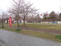 公園内は桜祭りの準備がありましたが，まだまだ桜は咲く気配なし．