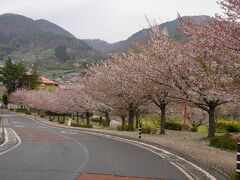 城山公園の周辺の桜並木はまだ花が残っていました