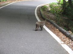 屋久島西部林道にさるさんが