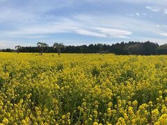 ＜伊良湖菜の花ガーデン＞渥美半島をこの時期、走っていると至る所に菜の花の黄色いじゅうたんが見られます。その数、1千万本を超える菜の花です。中でも一番巨大な「菜の花ガーデン」で開催されている「菜の花まつり」を見てきました。
